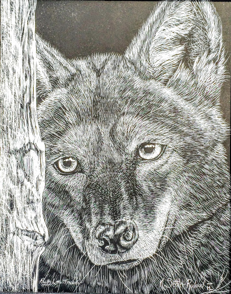 Coyote_scratchboard