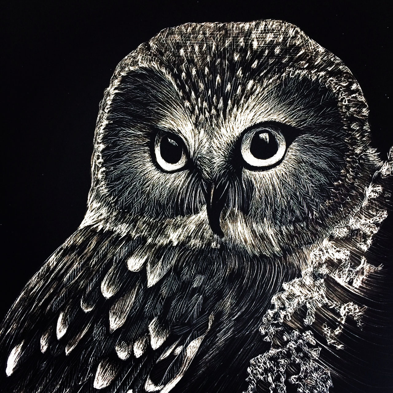 Settle Ruland-Kate- Saw Whet Owl-5x7